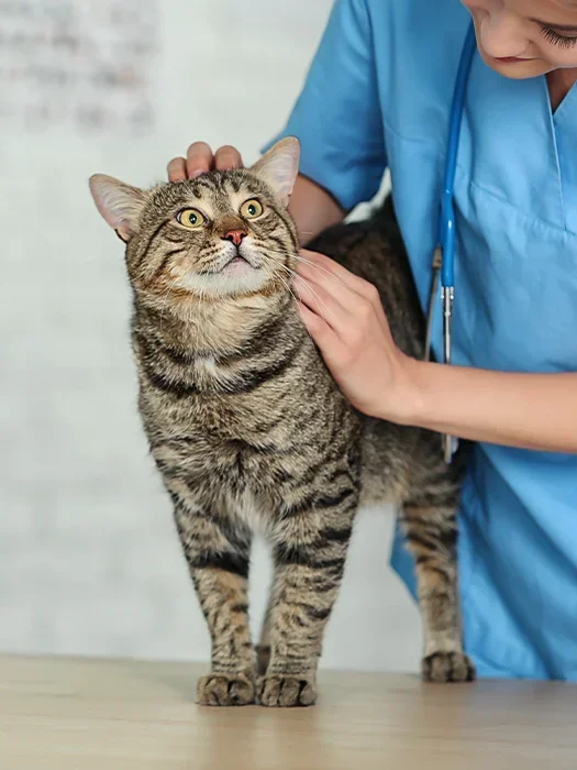 Vétérinaire Moriamé Audrey